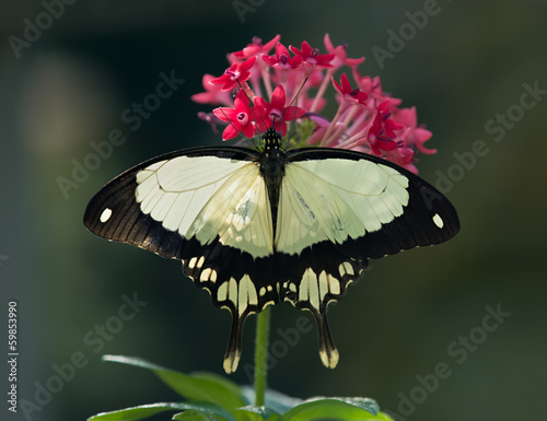 Fotoboard na płycie Afrykański swallowtail motyl