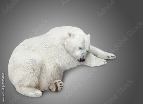 Plakat na papierze fotorealistycznym Jeden niedźwiedź polarny