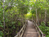 Fototapeta Dziecięca - Pathway in the forest mangrove