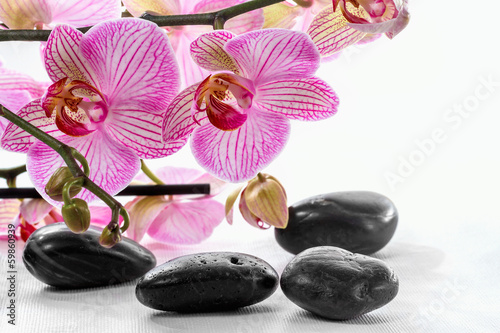 Board z aluminiowym obramowaniem Różowa orchidea i zen kamienie na białym tle