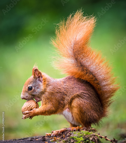 Fototapeta na wymiar squirrel eats a nut