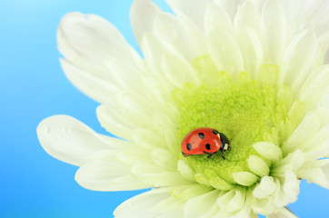 Fototapete - Beautiful ladybird  on flower, close up