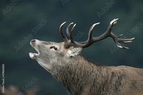 Naklejka samoprzylepna Jeleń, cervus elaphus
