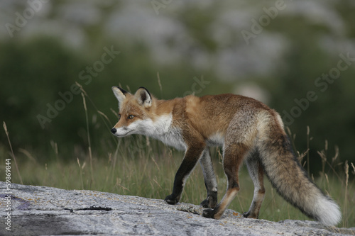 Obraz na płótnie canvas dwuczęściowy "dyptyk" Lis czerwony, vulpes vulpes