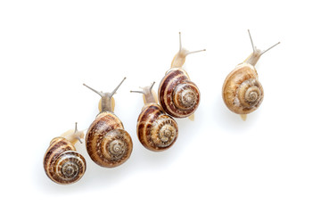 Wall Mural - Snails