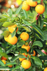 Canvas Print - fresh ripe orange hangs on the tree