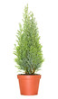 Cypress in pot, isolated on white background