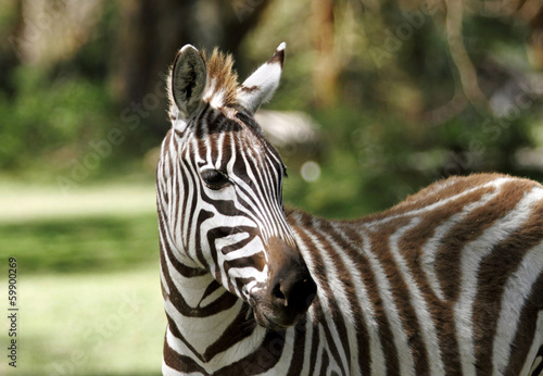 Board z aluminiowym obramowaniem Pasiasta piękna zebra