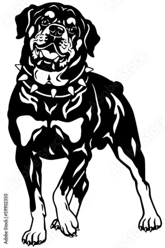 Obraz na płótnie canvas trzyczęściowy "tryptyk" Rottweiler czarny biały