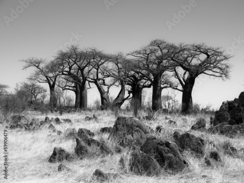 Tapeta ścienna Baobab raj w pobliżu savuti w czerni i bieli