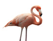 The American Flamingo (Phoenicopterus ruber)
