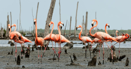 Plakat ptak natura flamingo
