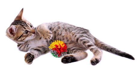 Wall Mural - Little kitten with ball isolated on white