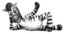 A Zebra Resting