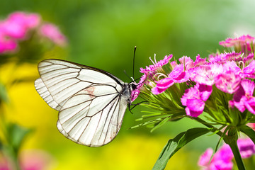 Sticker - butterfly sits on flowers