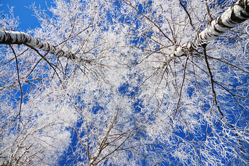 Sticker - trees in the winter covered with snow