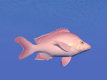 Red Fish Underwater - 3D Render
