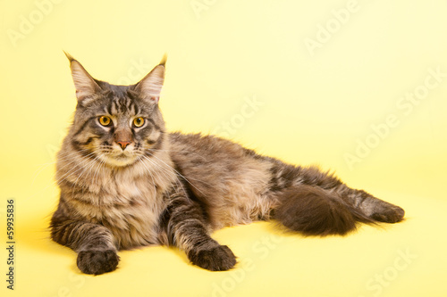 Fotoboard na płycie Maine coon kot w pastelowym kolorze żółtym