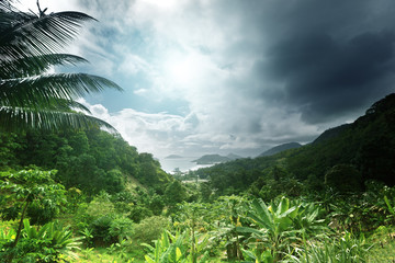 Wall Mural - jungle of seychelles island