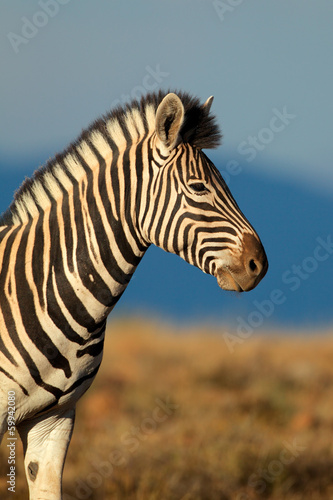 Board z aluminiowym obramowaniem Równiny lub burchells zebra portret