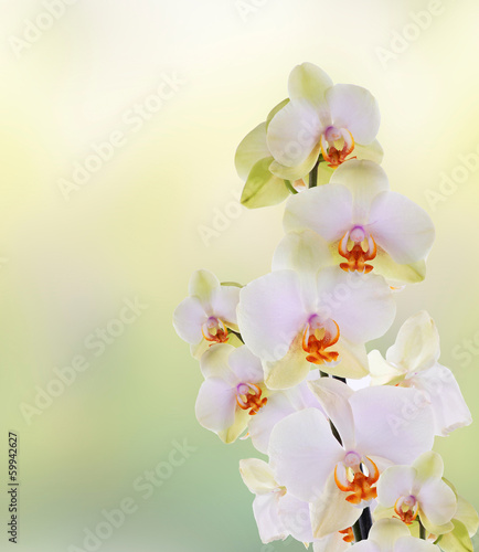 Board z aluminiowym obramowaniem Piękne kwiaty japońskie orchid.beauty.flora