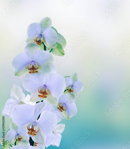 Board z aluminiowym obramowaniem Piękne kwiaty japońskie orchid.beauty.flora