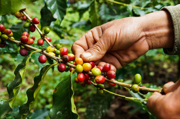 Picking coffee