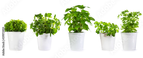 Obraz w ramie set of potted green plants