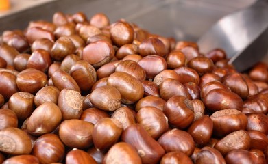 chestnut