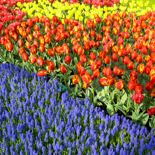 Board z aluminiowym obramowaniem Ogrody Keukenhof, Lisse, Holandia