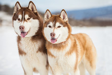 Two Husky Dogs Closeup Portrait
