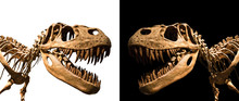 Tyrannosaurus Rex Skeleton Isolated On Black And White Backgroun