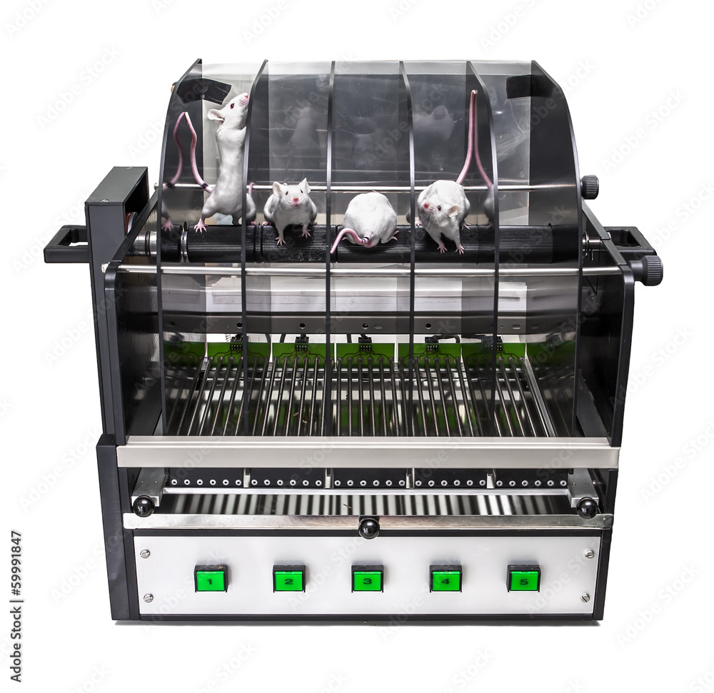 Laboratory mice in the rotarod performance test.