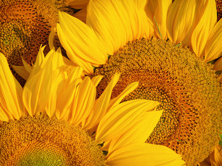 Wall Mural - sunflowers macro