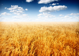 Wall Mural - Wheat field against a blue sky