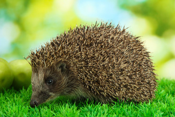 Wall Mural - Hedgehog on grass, on green background