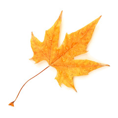 Wall Mural - Dry maple leaf with drops, isolated on white