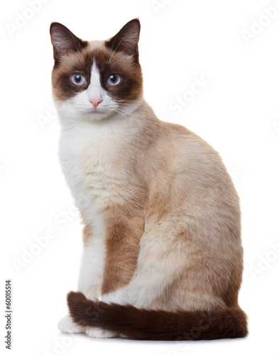 Plakat na papierze fotorealistycznym Kot snowshoe, na białym tle