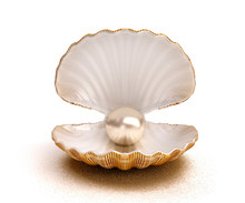 Shell Pearl