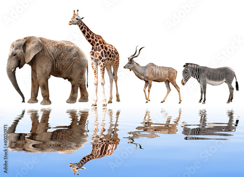 Tapeta ścienna Żyrafy, słoń, kudu i zebra na białym tle