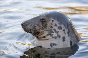 Canvas Print - grey seal portrait