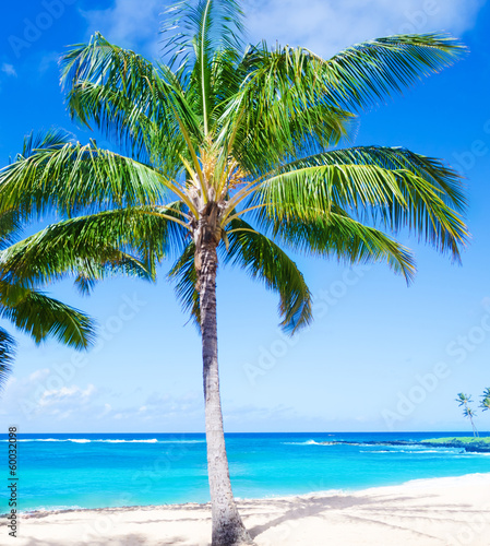 Board z aluminiowym obramowaniem Kokosowe palmy na piaszczystej plaży na Hawajach, Kauai