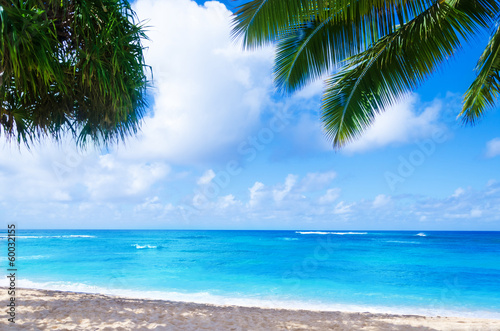 Board z aluminiowym obramowaniem Kokosowe palmy na piaszczystej plaży na Hawajach, Kauai