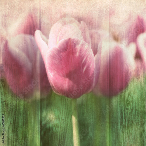 Fototapeta na wymiar Vintage tulips