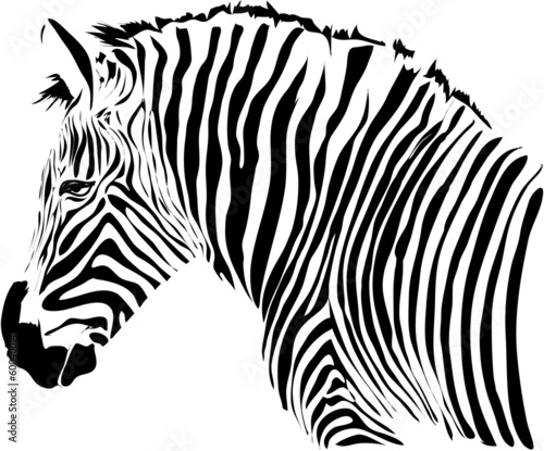 Naklejka samoprzylepna Ładna głowa ilustracja zebra odizolowywająca na białym tle