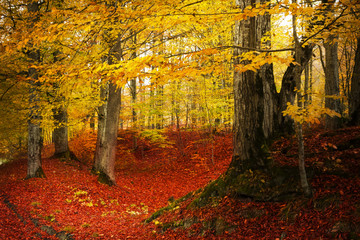 Fototapete - Mystic fairytale trails in the forest in a late autumn fogy day