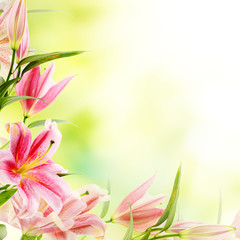  Pink lilies background