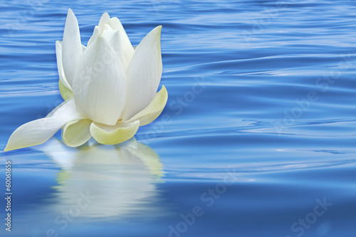 Foto-Schmutzfangmatte - fleur de lotus sur mer d'huile, concept massage (von Unclesam)