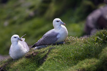 Seagulls Couple On The Grass