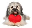 Cute lover Valentine Havanese dog with a red heart
